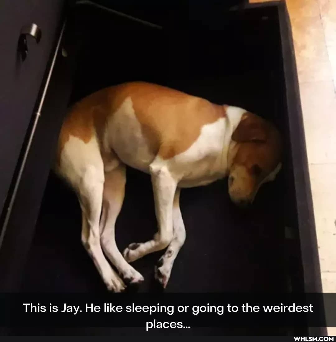 This is Jay. He like sleeping or going to the weirdest places...