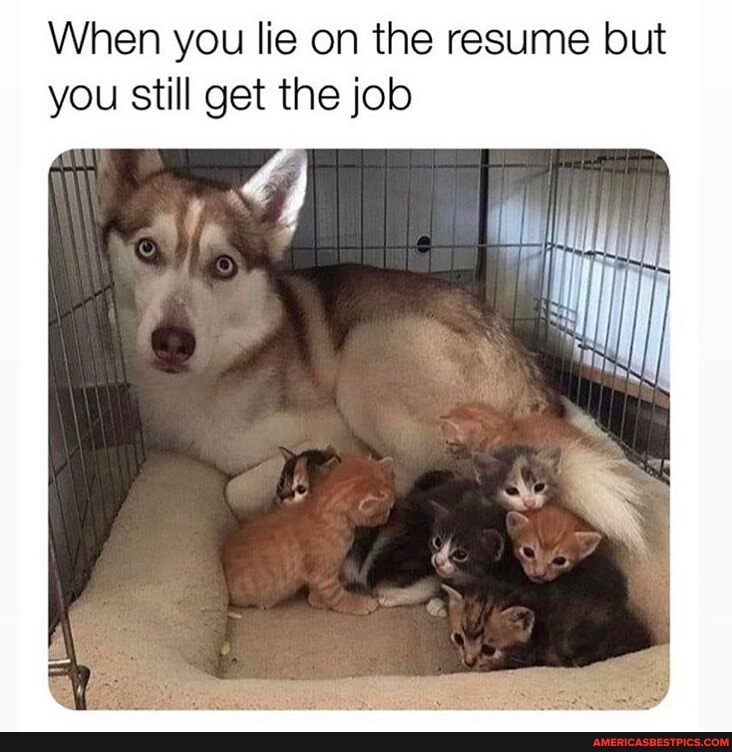 When you lie on the resume but you still get the job
Mi