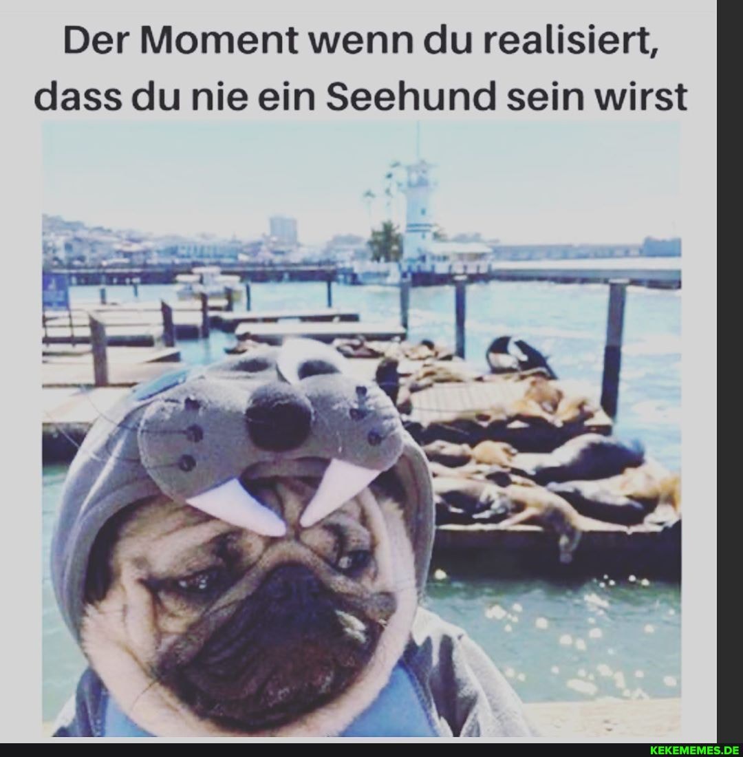 Der Moment wenn du realisiert, dass du nie ein Seehund sein wirst