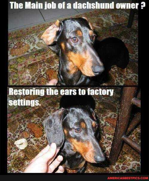 The Main fob of dachshund awner
Resiorig ihe ears to factory