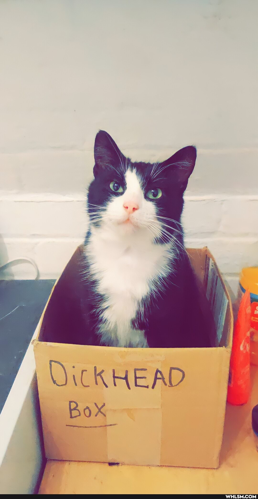 fe
DicKHEAD Box