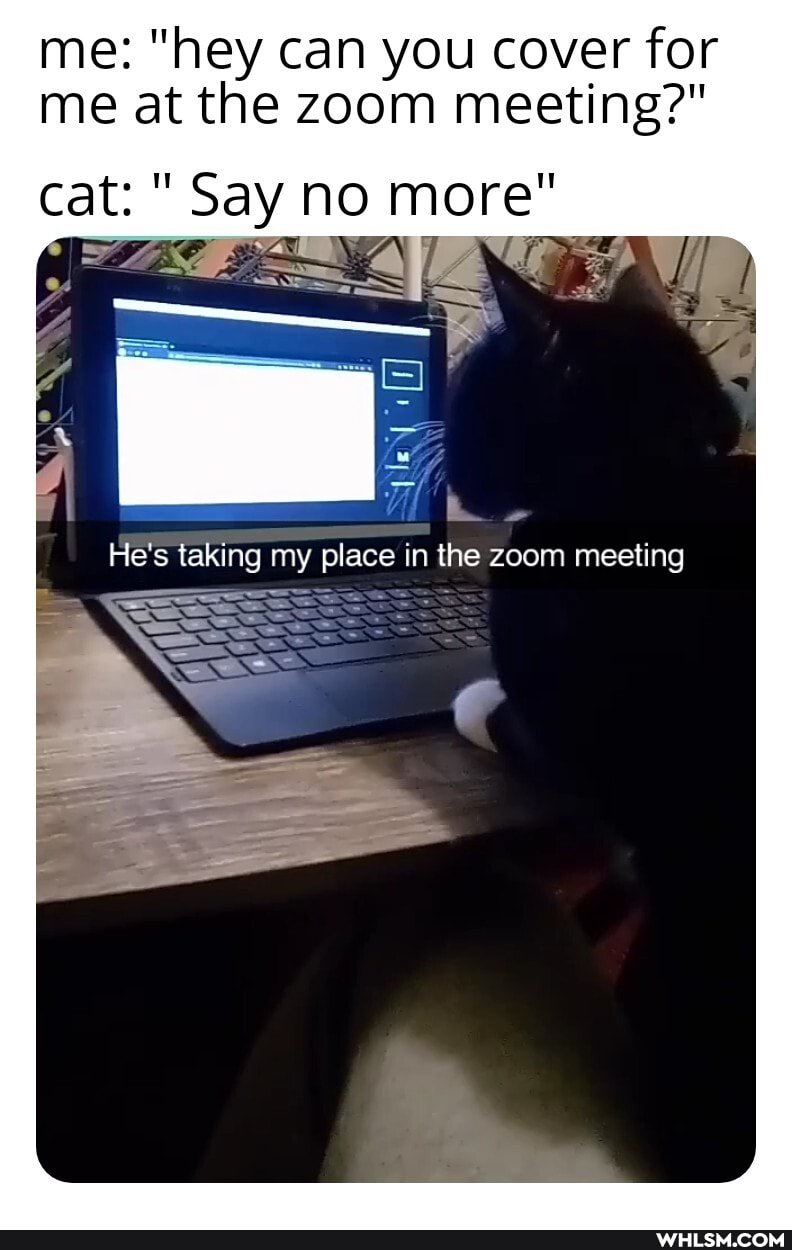 me: "hey can you cover for me at the zoom meeting?"
cat: " Say no more"
He's taking my place in the zoom meeting