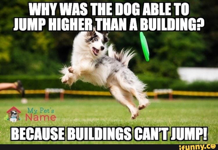 My dog can jump. Funny Dog Jump. Рокет джамп Мем. Aussie Dog jokes. Funny Dog memes.