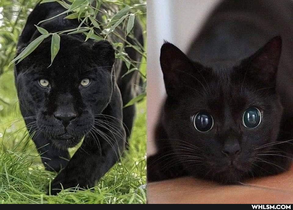 panther, cats