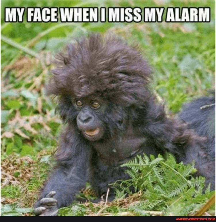 MY FACE WHEN I MISS MY ALARM