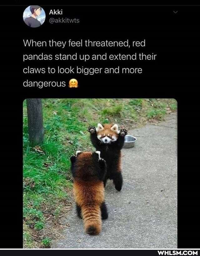 Akki
LS @akkitwts
When they feel threatened, red pandas stand up and extend their claws to look bigger and more dangerous