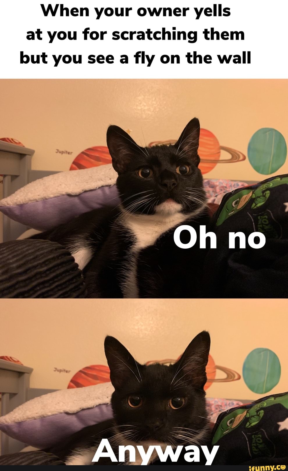 When your owner yells at you for scratching them but you see a fly on the wall
Oh no
Anyway