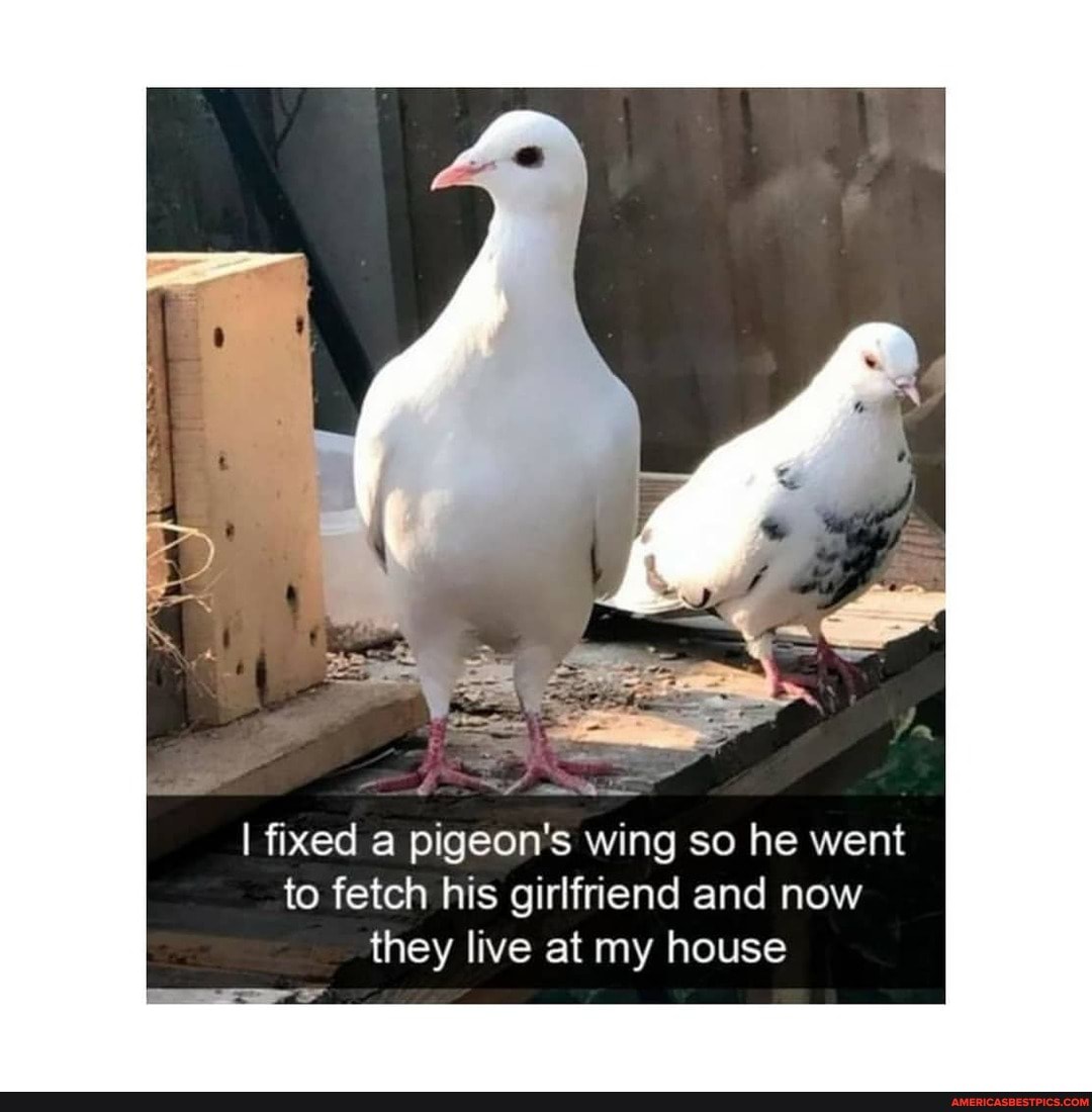 I fixed a pigeon's wing so he went to fetch his girlfriend and now they live at my house