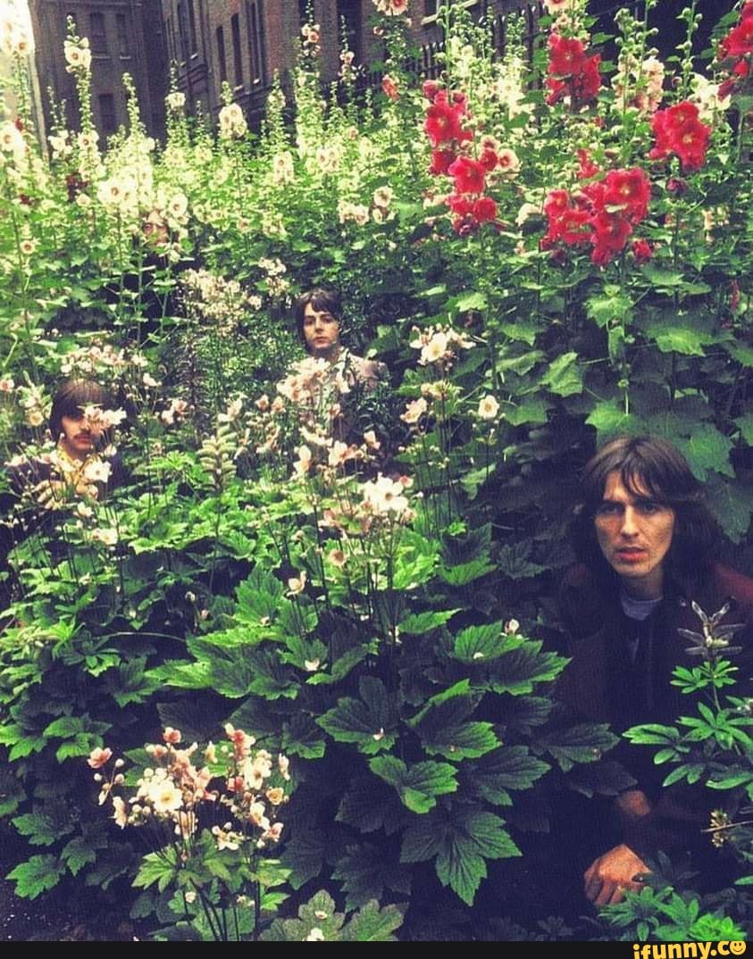classic, vintage, beatles, thebeatles, rock, classicrock, hippie, peace, love