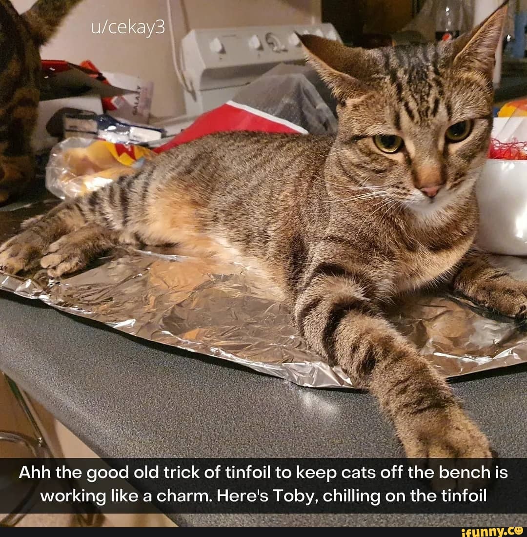 how to keep cat off bench