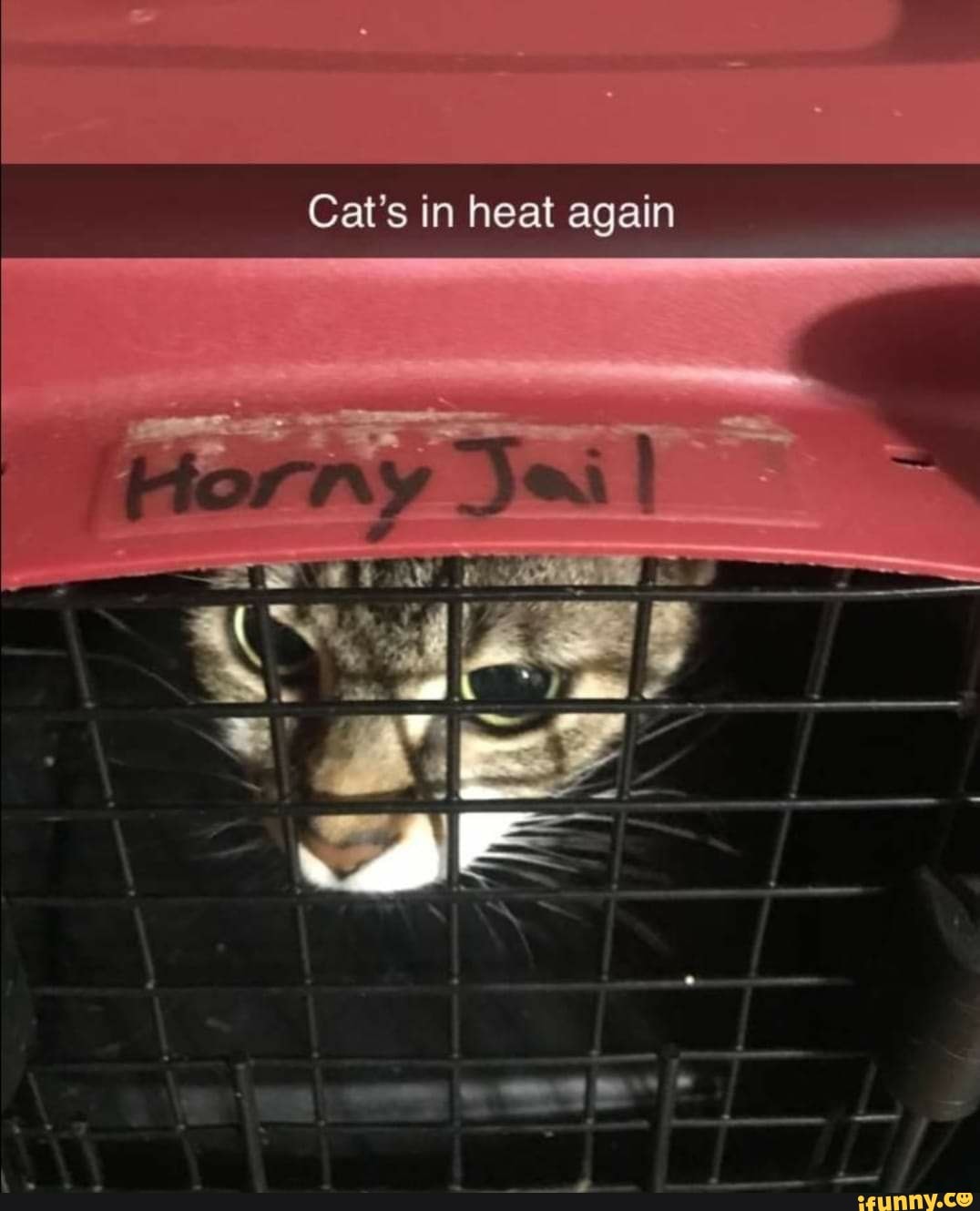 Cat's in heat again