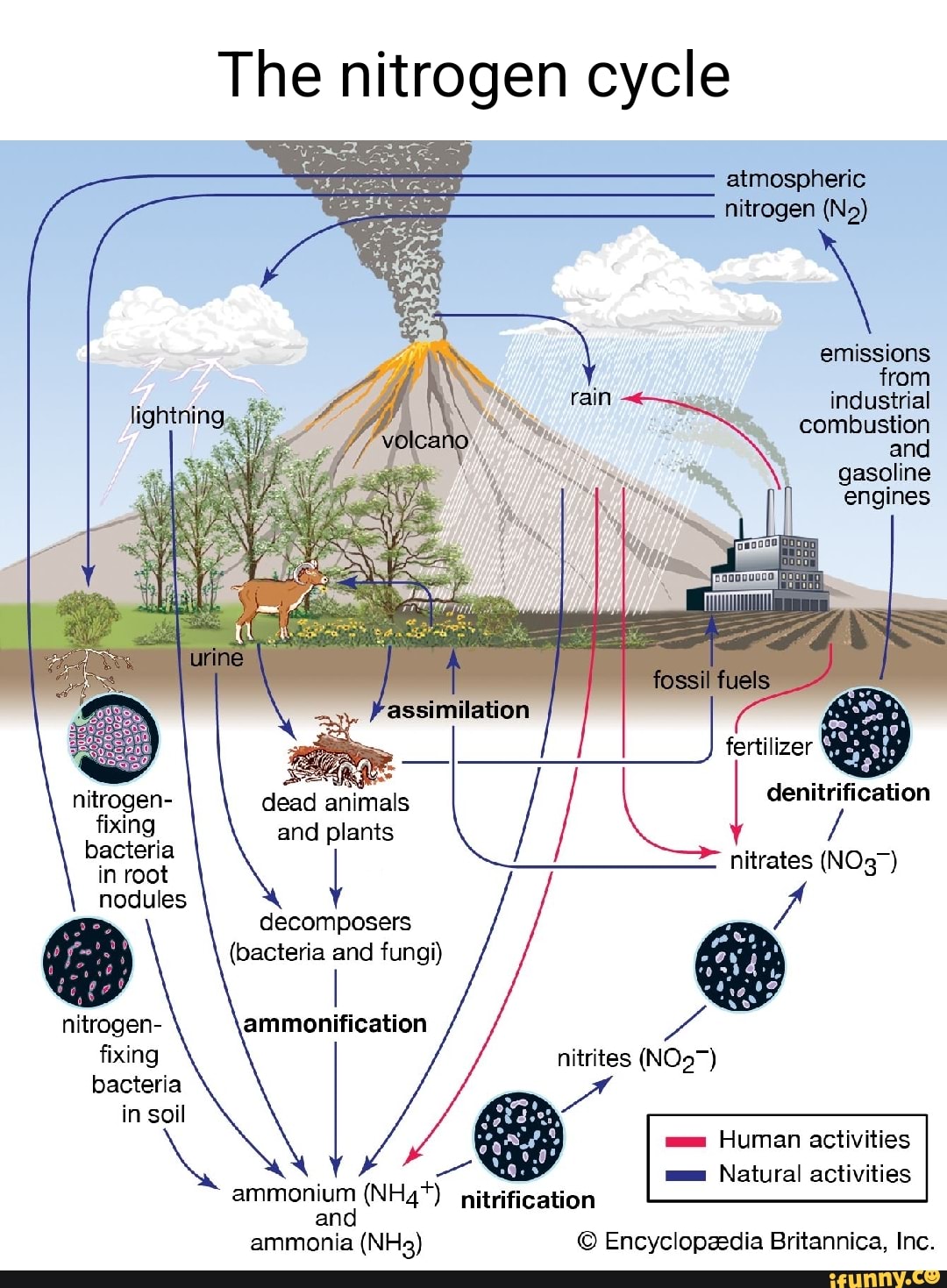 The Nitrogen Cycle Atmospheric Nitrogen No Emissions From Industrial Combustion And Gasoline