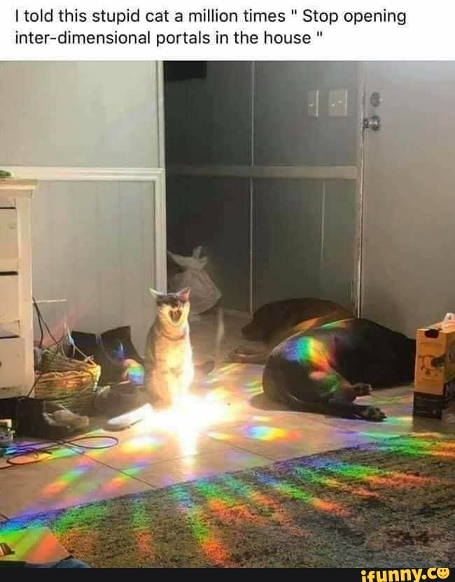 I told this stupid cat a million times " Stop opening inter-dimensional portals in the house "
