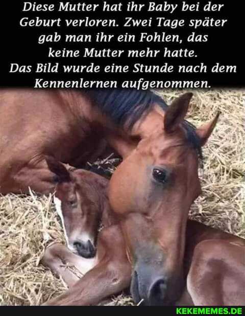 Diese Mutter hat ihr Baby bei der
Geburt verloren. Zwei Tage später gab man ihr ein Fohlen, das keine Mutter mehr hatte.
Das Bild wurde eine Stunde nach dem
Kennenlernen aufgenommen.