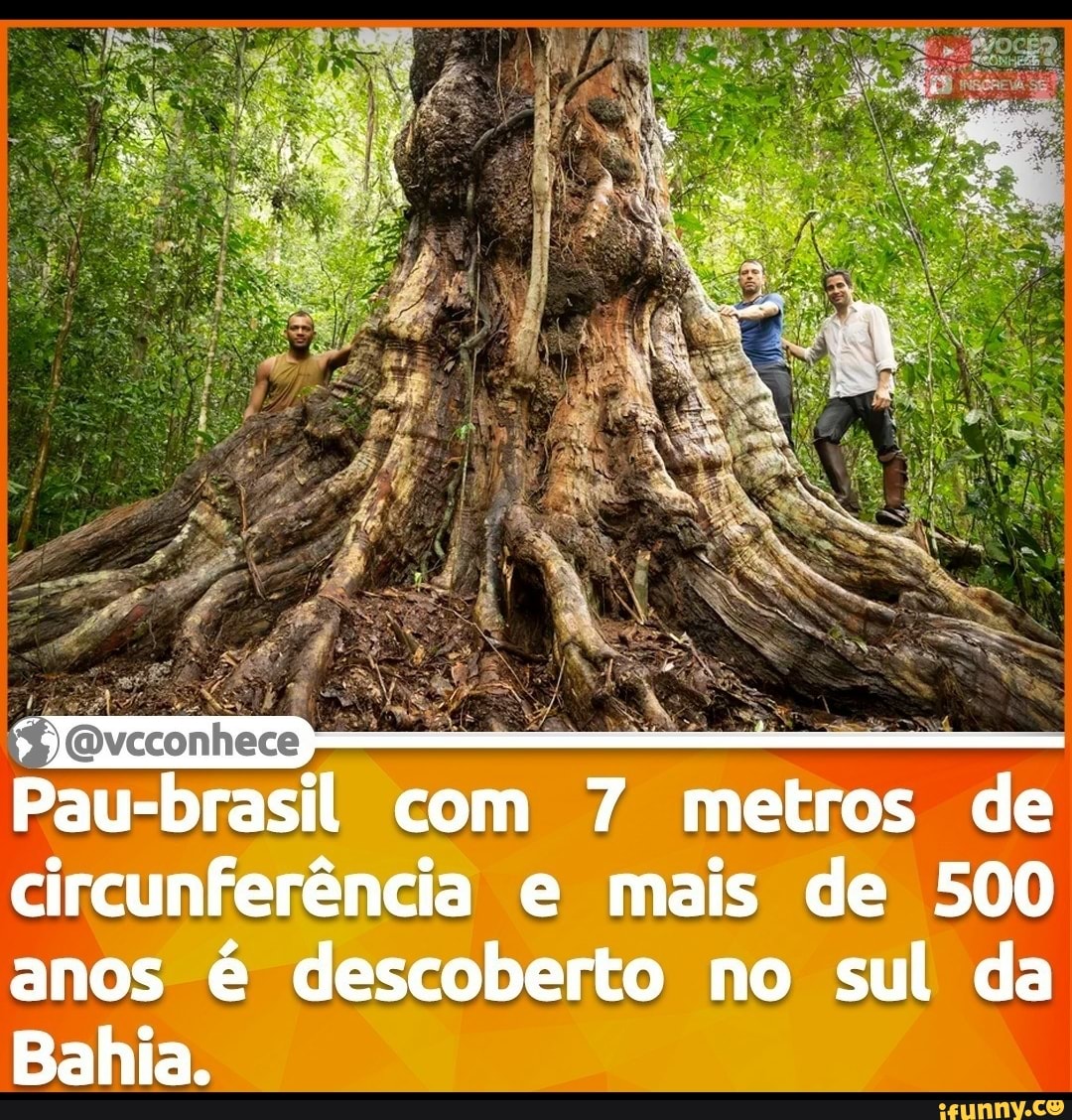 Pau-brasil com 7 metros de circunferência e mais de 500
anos é descoberto no sul da
Bahia.