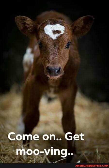 Come on.. Get
moo-ving..