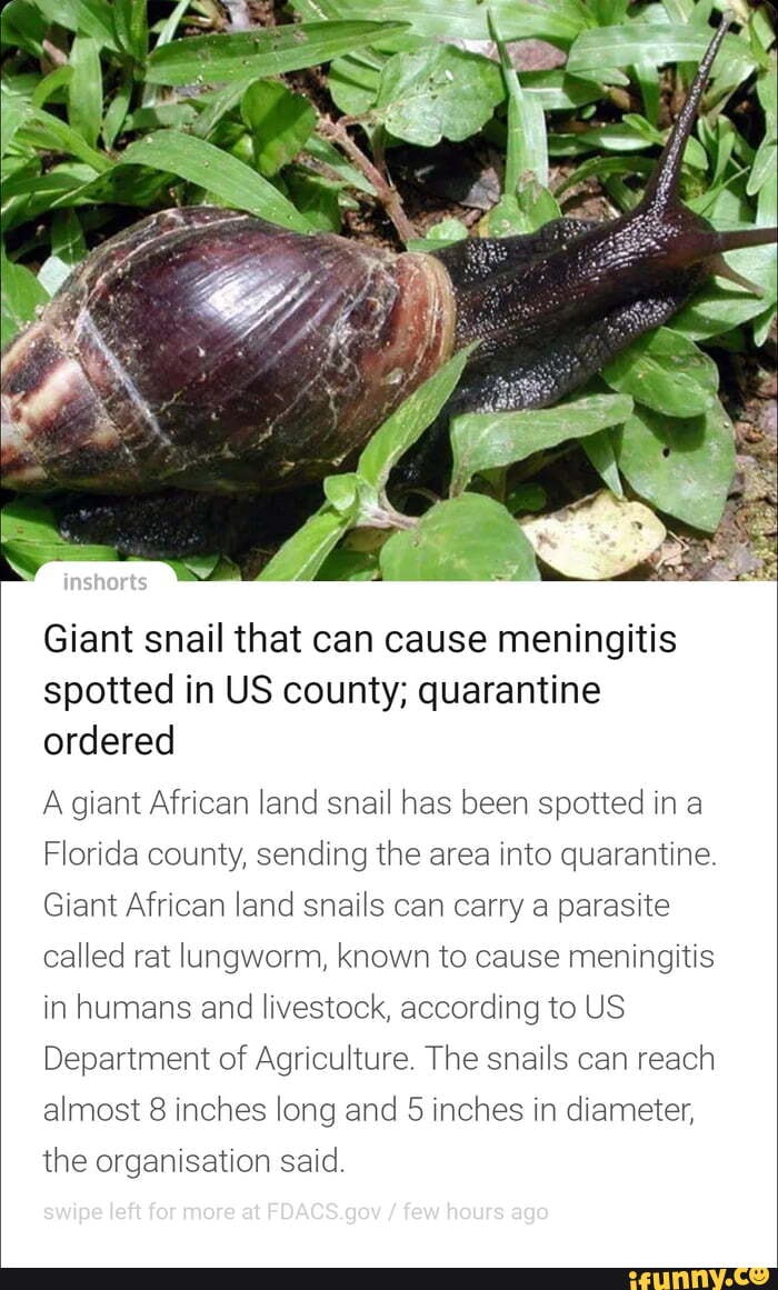 Giant snail that can cause meningitis spotted in US county; quarantine