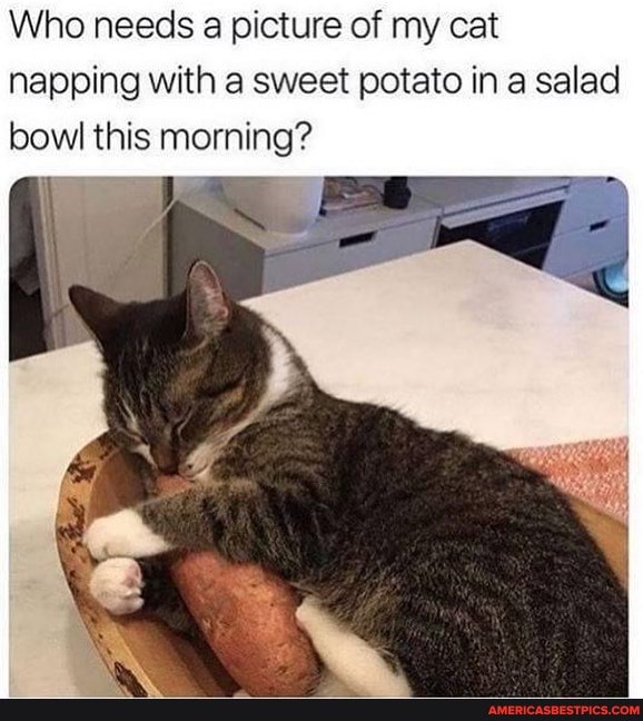 Who needs a picture of my cat napping with a sweet potato in a salad bowl this morning?