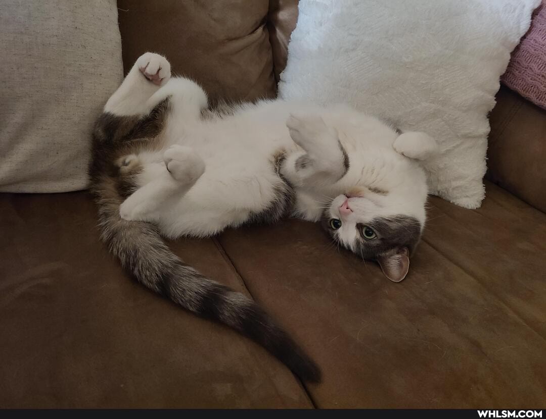 cats, aww, funny_cats
