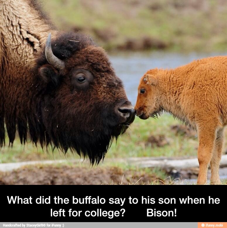 What did the buffalo say to his son when he
left for college? Bison! - What did the buffalo say to his son when he left for college? Bison!