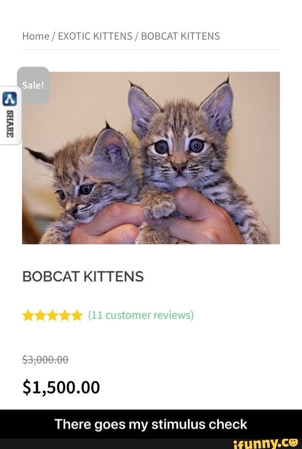 Home EXOTIC KITTENS BOBCAT KITTENS
There goes my stimulus check - There goes my stimulus check