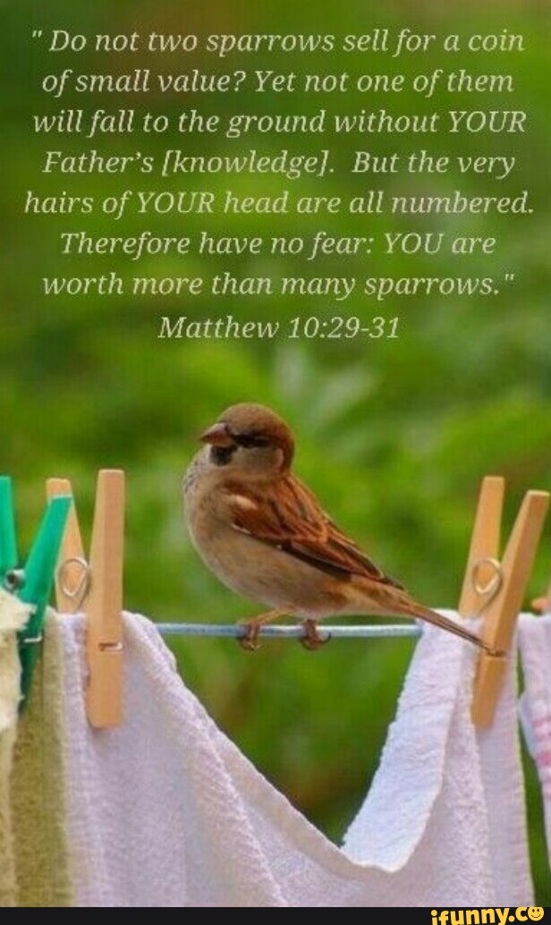 Do not two sparrows sell for a coin of small value? Yet not one of them