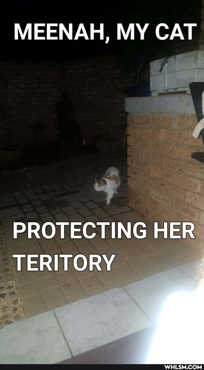 MEENAH, MY CAT
PROTECTING HER
TERRITORY