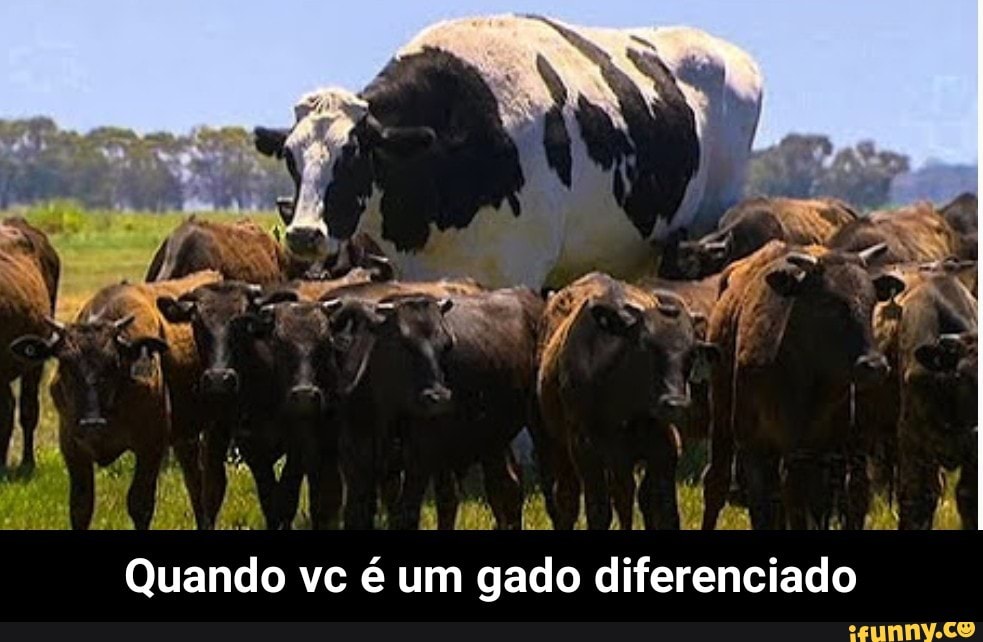 I
R
A
7
V
VENTA Ma E
Quando vc é um gado diferenciado - Quando vc é um gado diferenciado