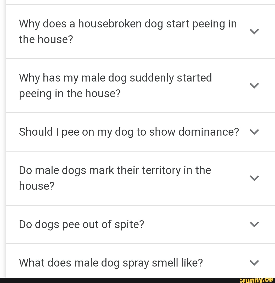 Why Is My Male Dog Spraying In The House