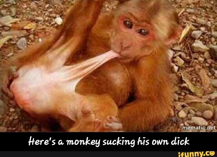 Monkey Sucking Own Dick