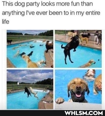 This dog party looks more fun than anything I've ever been to in my entire life