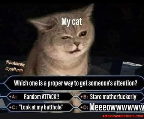 My cat
Which one is proper way sameone's attention?
hansiom Stare mothertuckerly