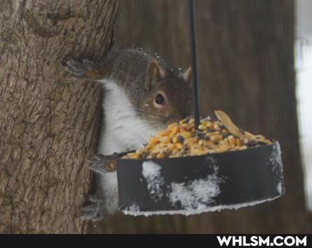 squirrel, not_pornography, squirrels_are_the_devils_oven_mitts, lockdownrecipes