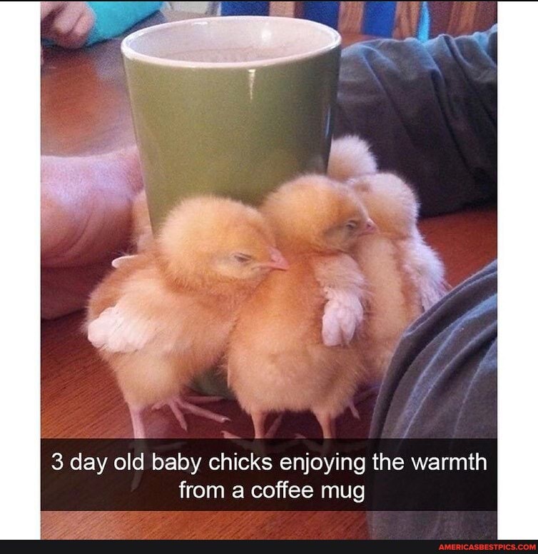 3 day old baby chicks enjoying the warmth from a coffee mug America’s