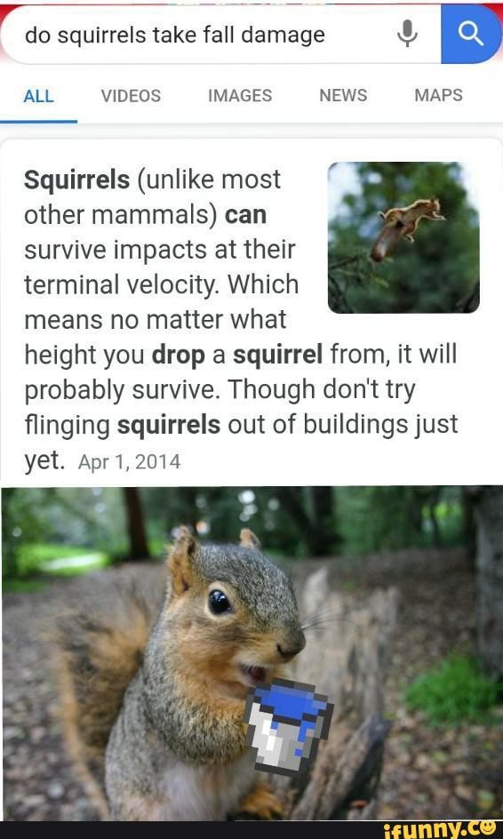 Do squirrels take fall damage ALL VIDEOS IMAGES NEWS MAPS Squirrels