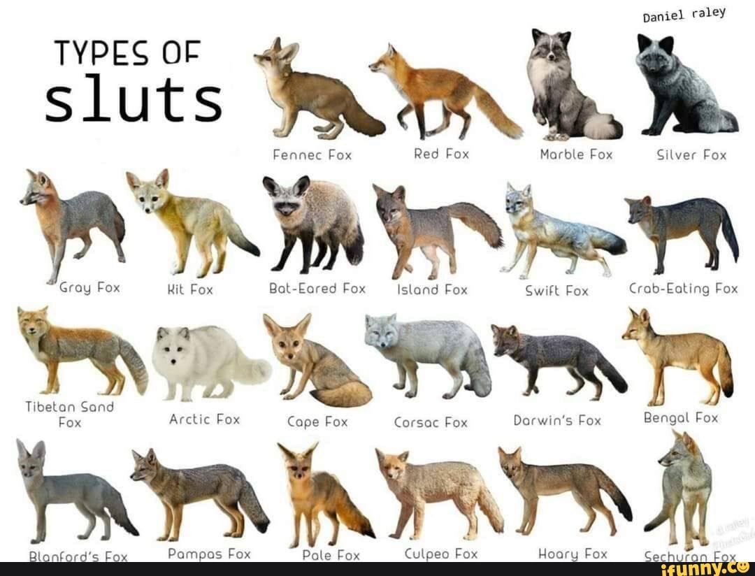 Paniel raley TYPES OF Sluts Fennec Fox Red Fox Marble Fox Silver Fox ne ...