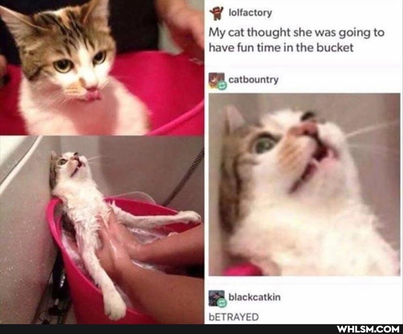 lolfactory
My cat thought she was going to have fun time in the bucket
catbountry
blackcatkin