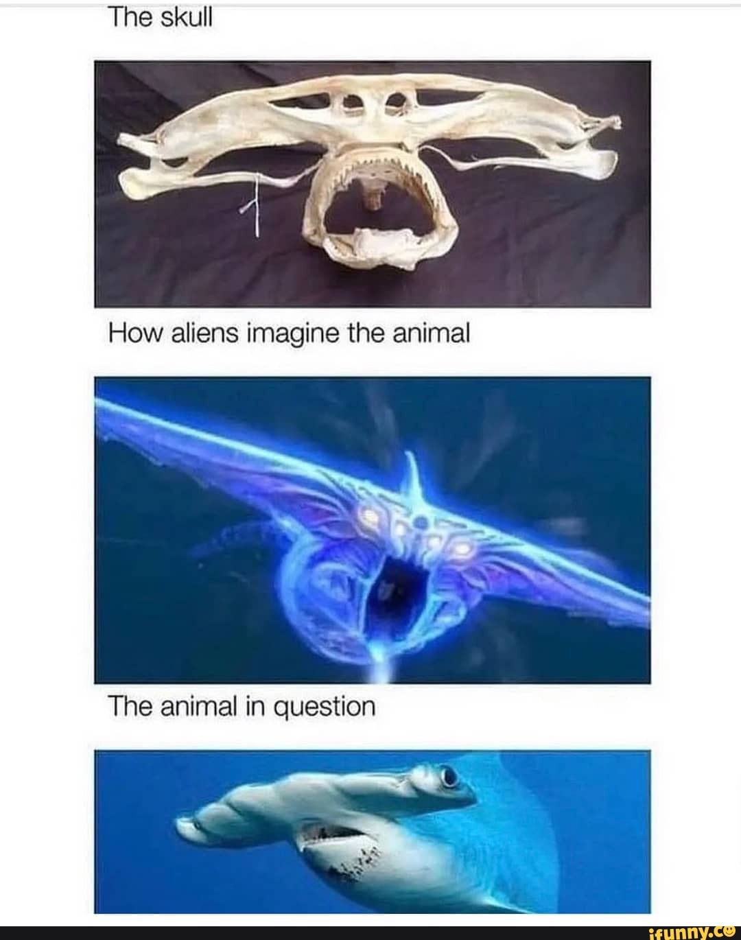 The skull How aliens imagine the animal The animal in question - iFunny
