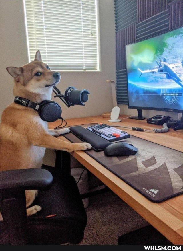 dogs, aww, destiny
