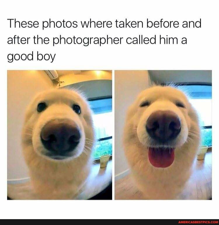 These photos where taken before and after the photographer called him a good boy
