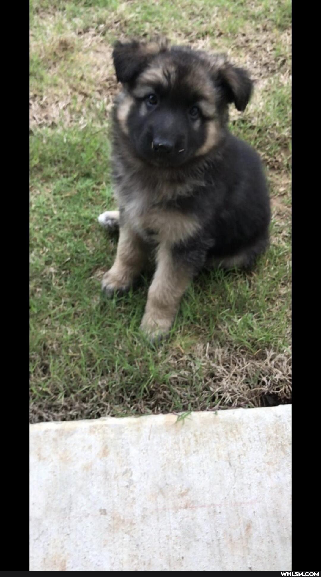 dogs, doggo, dogs_are_the_best_people, german_shepherd