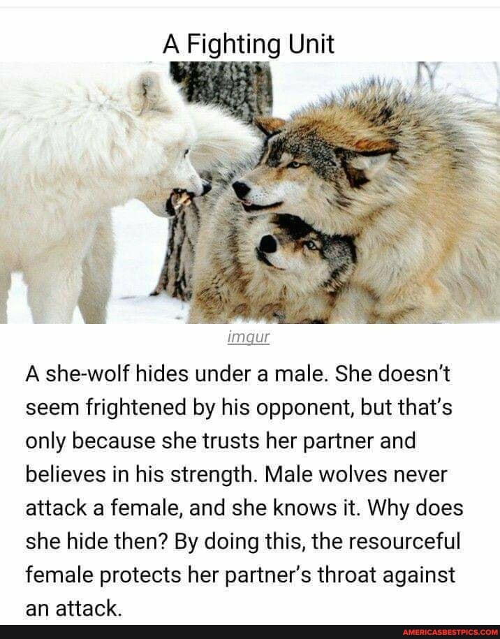 _A Fighting Unit
imgur
A she-wolf hides under a male. She doesn't seem frightened by his opponent, but that's only because she trusts her partner and believes in his strength. Male wolves never attack a female, and she knows it. Why does she hide then? By doing this, the resourceful female protects her partner's throat against an attack.