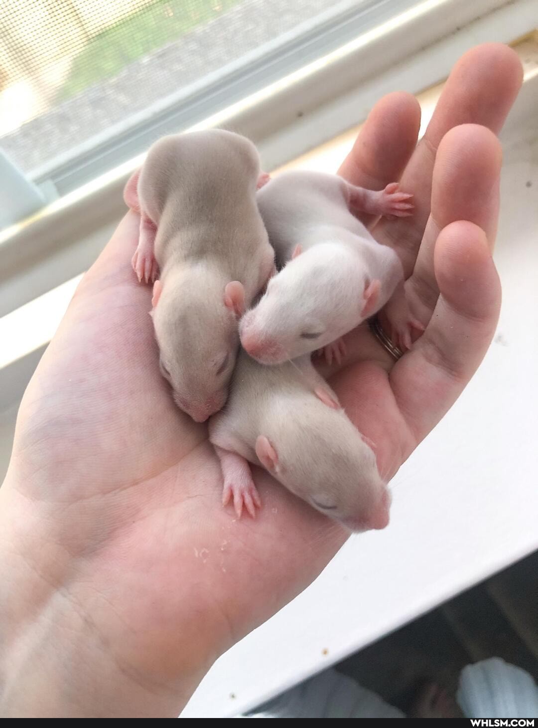 rat, baby_animals, rats
