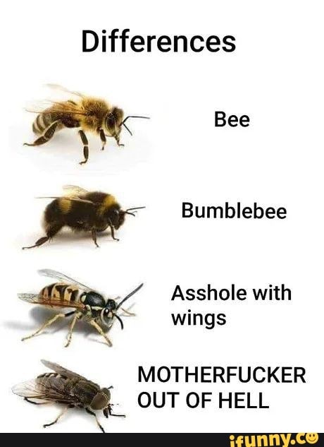 Differences Bee Bumblebee Asshole with wings MOTHERFUCKER OUT OF HELL ...