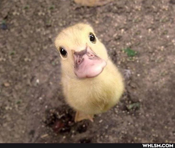 wholesome, notpolitical, aww, baby_animals
