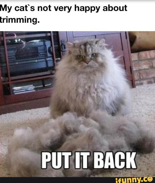 ly cat's not very happy about rimming.
PUT IT BACK