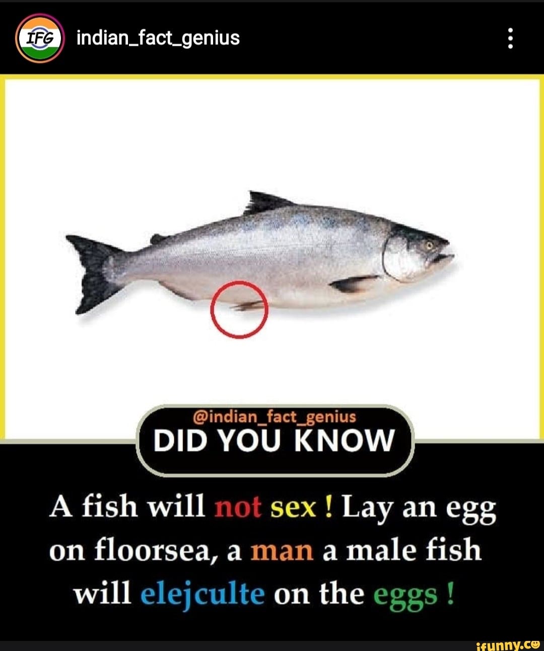 A fish will sex Lay an egg
floorsea, male fish