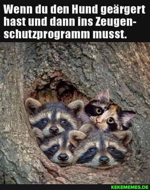 Wenn du den Hund geärgert hast und dann Ins Zeugen- schutzprogramm Musst, musst.
