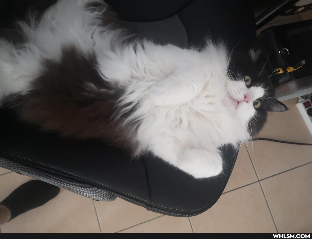 cat, beautiful, funny_animal