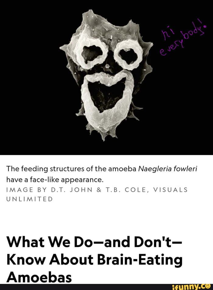 The feeding structures of the amoeba Naegleria fowleri have a facelike appearance. IMAGE BY D.T